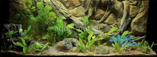 3D Amazon Background 117x56cm in 2 section to fit 4 foot by 2 foot tanks