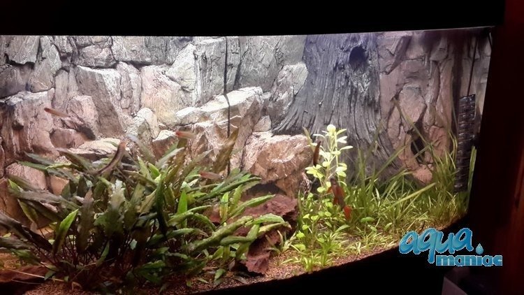 3D Background Rock Root With Vent 106x56cm to fit Aqua Oak 120 Aquarium