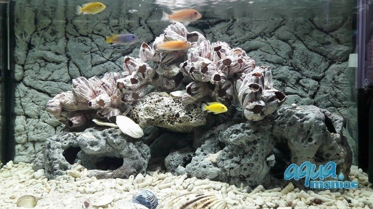 3D Background Thin Grey Rock 145x55cm to fit Aqua One Oakstyle 300 Aquarium