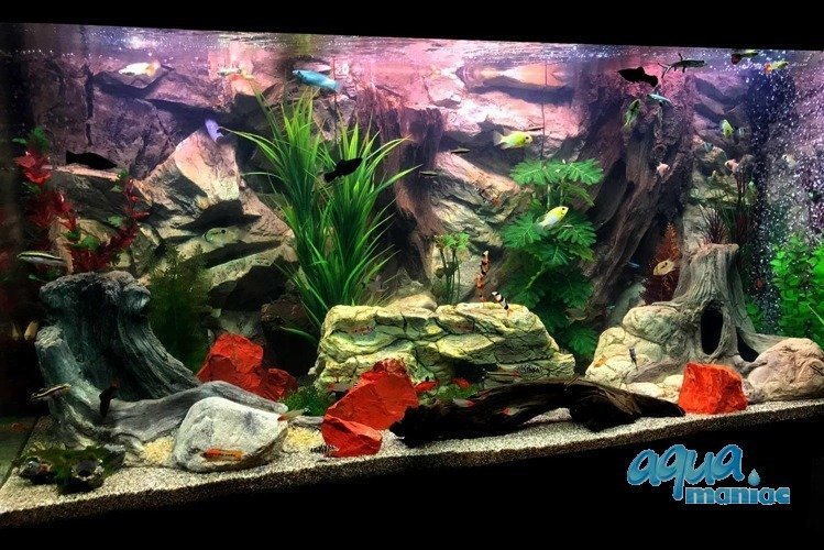 3D Root Background 88x56cm in 2 section to fit 3 foot by 2 foot tanks